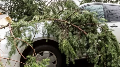 What to Do If a Tree or Branch Falls on Your Car and Causes an Accident