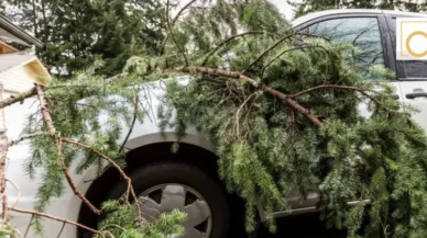 ¿Qué hacer si un árbol o una rama cae sobre tu auto y provoca un accidente?