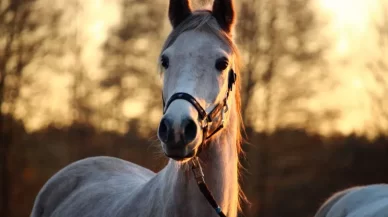 Accidentes entre caballos y vehículos: lo que todo conductor y jinete debe saber