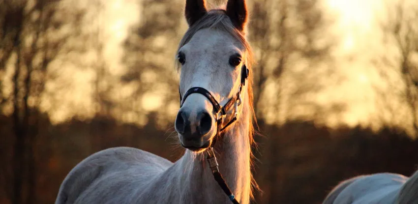 Horse Accidents with Vehicles: What Every Driver and Rider Needs to Know